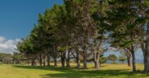Taranui’s Nest Taranui’s Nest